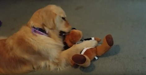 This Adorable Pup Got A New Toy For Christmas And She Already Fell In Love With It!