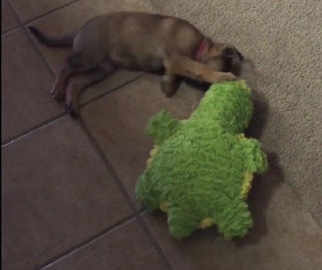 This Adorable Pup Is Playing With Her Favorite Toy That's Just As Big As She Is!