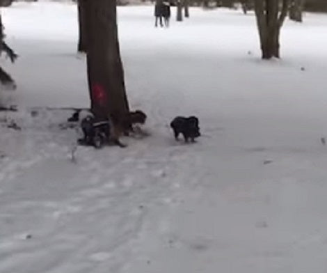 Disabled Pup Who Loves Skiing Inspires People To Never Give Up On Their Dreams!
