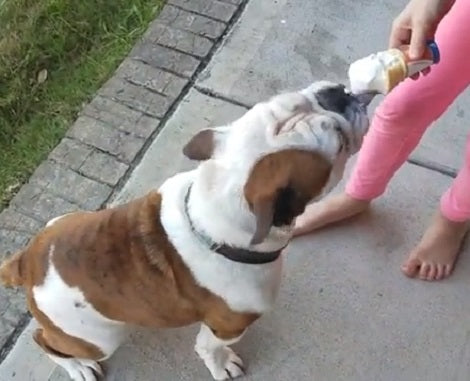 This Adorable Pup Loves Ice Cream So Much You Can See His Excitement!