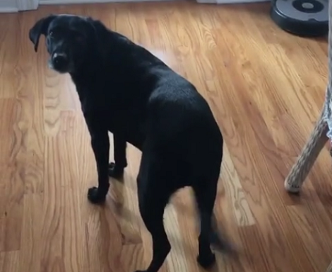 Would You Believe It If I Told You This Pup Understands Spellings?! Wow!
