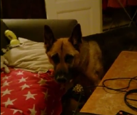 Have You Seen A Pup Trying Out Toys Before Deciding Which One To Play With?!