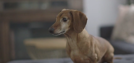Do You Know Why Your Dog Sniffs Each Other's Butts?