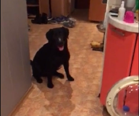 How Excited This Adorable Pup Gets When It's Meal Time Is Unbelievable!