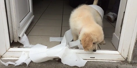 This Adorable Pup Learned A New Game - How To Play With Toilet Rolls!