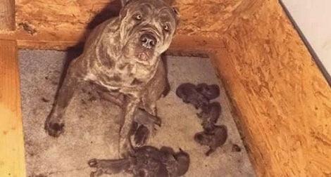 Because Of A Breeder This Pup Was So Scared Of People That She'd Stop Breathing Near Them