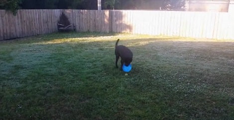 This Adorable Pup Cant Decide What To Fetch - Frisbee Or Tennis Ball!
