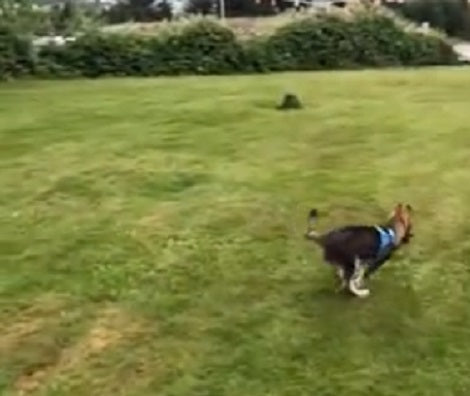 This Pups Absolutely Loves To Play Fetch And When It's Game Time? Check This Out!