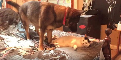 How This Pup Reclaims Her Bed From Her Cat Sibling Will Make Your Day!