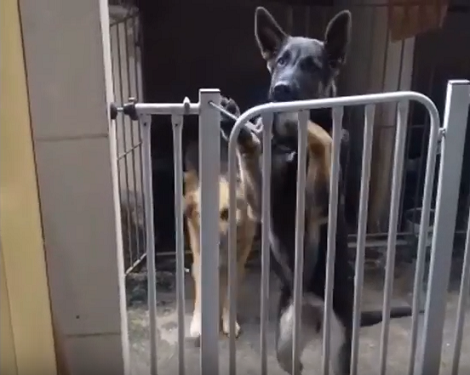 This Pup No Longer Has To Worry About Someone Helping Him Open Doors!