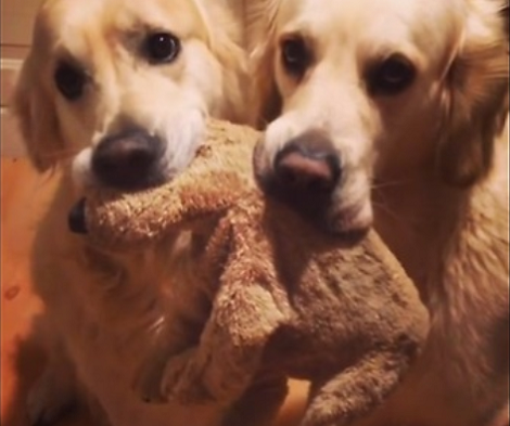 Two Pups And One Toy - Watch How They Share In Perfect Harmony!