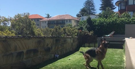 This Adorable Pup Is About To Play Fetch, But The Tennis Balls Have Other Plans!