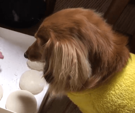 This Adorable Pup Is Highly Curious About What Her Mom's Doing!