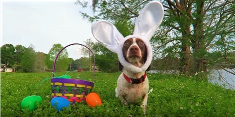 Watch How This Adorable Puppy Tries To Get Easter Eggs Out Of The Basket!