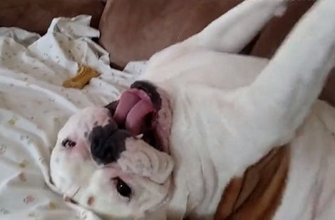 Watch How This Adorable Pup Makes Heavy Breathing Noises While Being Tickled!
