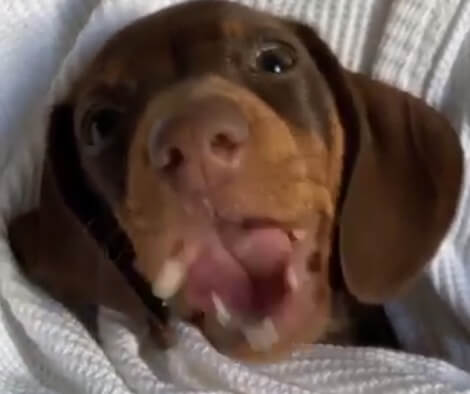 Can You Guess This Adorable Pup's Favorite Fruit? Look At Her Totally Enjoying It!