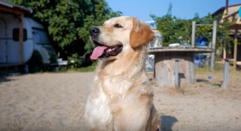 This Smiling Pup Becomes A One-Of-A-Kind Therapy Dog You'll Ever See!