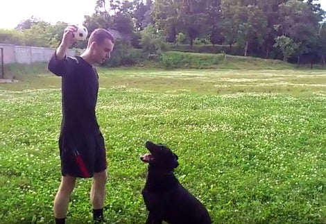 The Excitement This Pup Has To Play A Game Of Fetch Is Totally Inspiring!