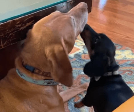 This Adorable Pup Wants To Become A Dentist And Her Practice Starts With Her Sibling!