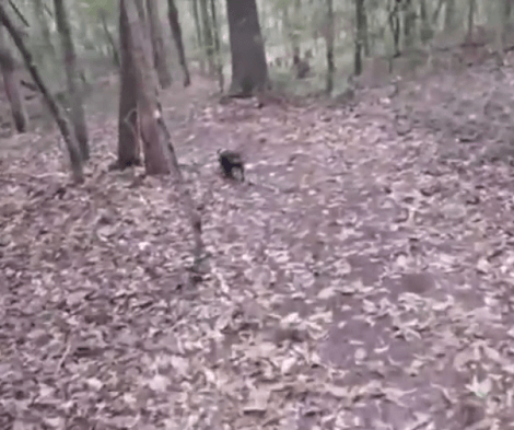 Watch How This Adorable Pup Runs Through The Woods Down To The Boat!