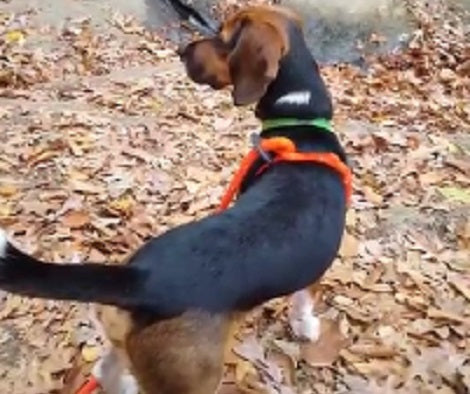 This Adorable Pup Went Hiking With His Family... Then Suddenly He Starts Barking!