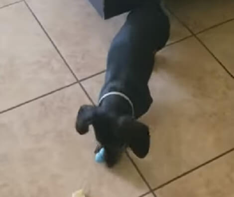 This Adorable Pup Is Totally Nuts About Playing With His Toys!