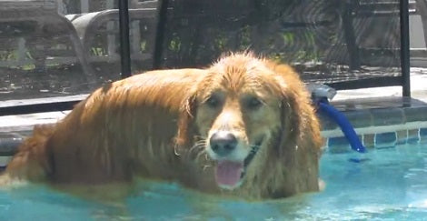Look At These Three Adorable Siblings Playing In The Pool On A Nice Warm And Sunny Morning!