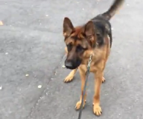 Aww... This Adorable Pup Can't Stop Barking At A Harmless Billboard! Much Curious?!