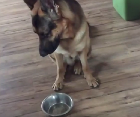 When This Pup Is Hungry, He Knows Exactly What To Do To Get All The Attention!