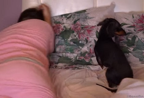 Watch How This Adorable Little Pup Throws Daddy Out Of His Bed!