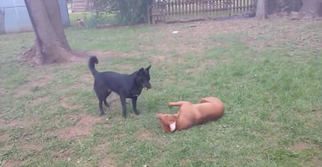How These Two Puppies Play In The Backyard Is Going To Bring Back Memories!