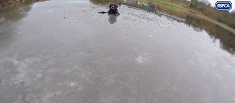 Nature Loving Pup Goes Out For A Walk, But Ends Up Falling In Frozen River