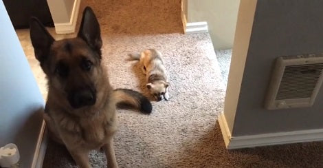 The Reaction These Pups Have For Chewing On The Wall Is Hilarious!
