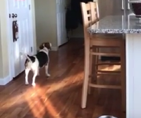 Mommy Thinks Her Pup Saw His Grandmother, There's No Way To Explain This