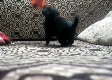 Watch How This Adorable Pup Plays With His Favorite Toy Rabbit!