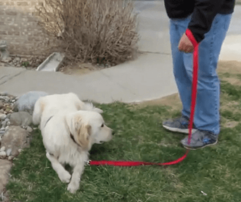 This Adorable Pup Just Doesn't Want To Go Home Right Now!