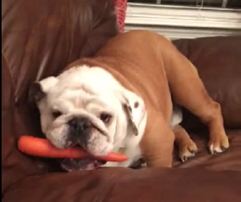 This Pup's New Year Resolution Was To Eat Clean, But It Just Isn't Working Out!
