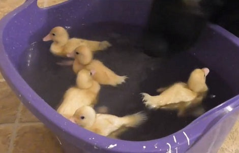 Watch How This Adorable Pup Acts As Lifeguard For Swimming Ducklings!