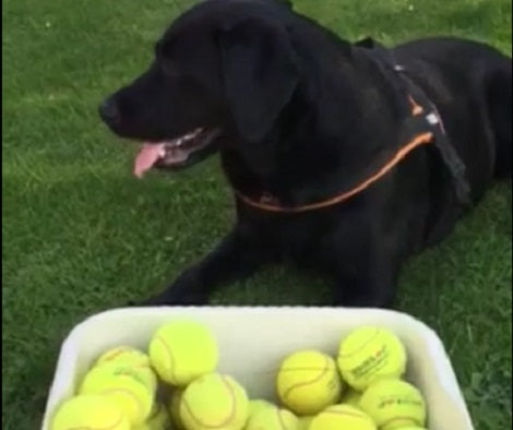 This Pup's Best Friend Is A Whole Basket Of Tennis Balls! Wow!