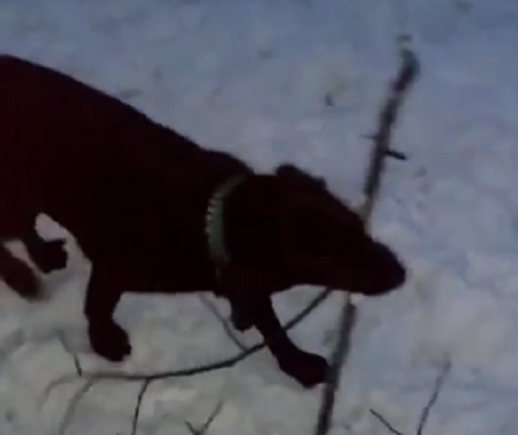 This Puppy Loves Playing In Snow, But Not By Himself! He Fetches His Friends - Long Sticks!
