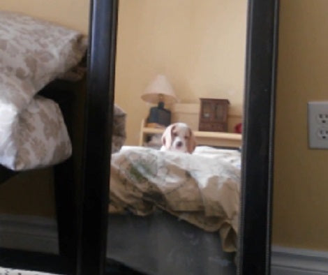 Adorable Pup Sees Herself In The Mirror... Thinks It's Another Dog Staring At Her!