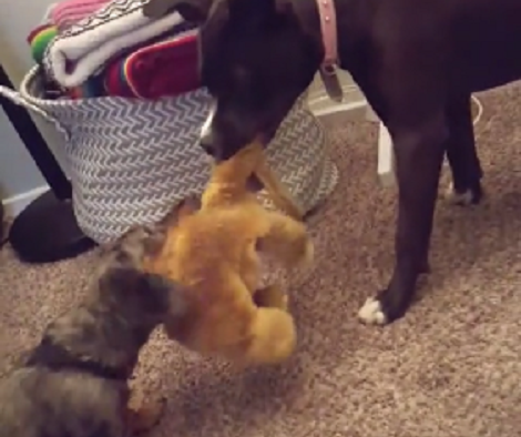 These Two Pups Are Challenging Each Other, But You Won't Guess The Ending!