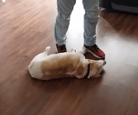 Adorable Pup Plays Dead So His Family Doesn't Leave The House!