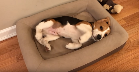How This Pup Stretches Himself Before Thinking About Getting Out Of Bed Is Adorable!