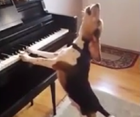 This Rescue Pup Knows How To Sing... And Play The Piano! How Cool Is That?!