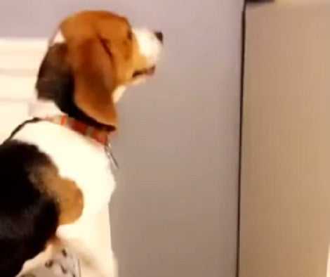 This Adorable Puppy Just Might Be The World's Clumsiest Pup Ever!