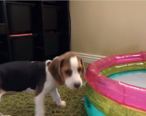 This Adorable Pup's First Time Bathing Is Going To Bring Back Memories!