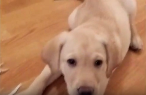 Adorable Pup Rolls On The Floor In An Attempt To Dry Himself After A Bath!