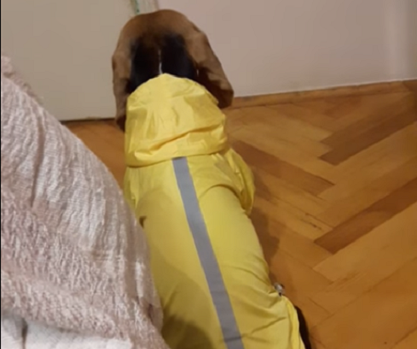 Adorable Pup Gives Parents 'The Silent Treatment' Because Of Her Costume!