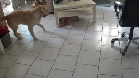 Adorable Pup Shows Sibling How To Really Play And Have Fun!